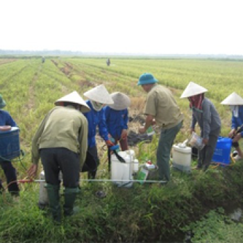 Ứng dụng phân bón sinh học mang lại hiệu quả cao trong sản xuất nông nghiệp