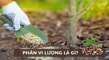 Phân Vi Lượng Là Gì? Thành Phần Và Lợi Ích Của Phân Vi Lượng Cho Cây Trồng