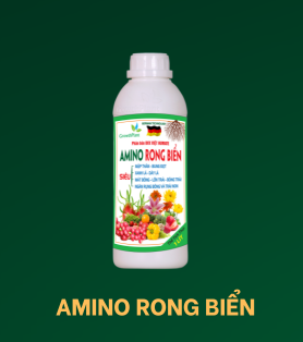 Amino Rong Bien 