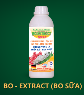 BO - EXTRACT (BO SỮA)