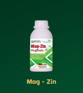 Mag - Zin